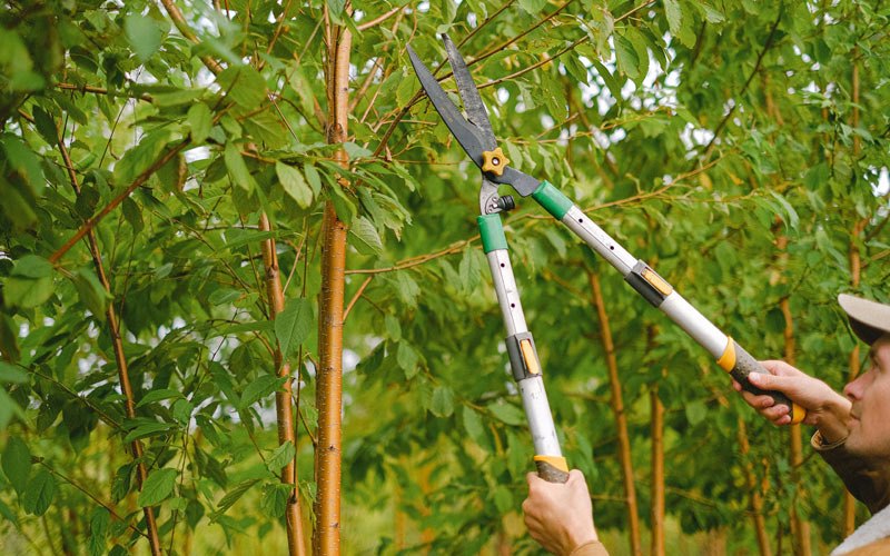 Tree trimming in Mooresboro, NC
